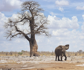 elephant in Africa