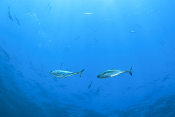 Naklejka premium Tuna fish underwater