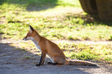 Red fox.