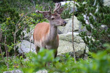Deer in the mountain forest.