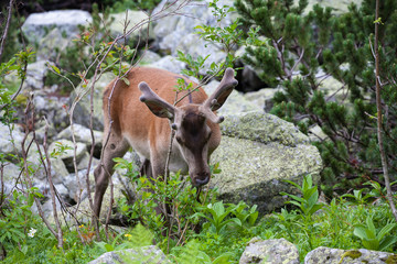 Deer in the mountain forest.