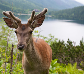 Deer in the mountain forest.