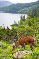 Naklejka na ściany i meble Deer in the mountain forest.