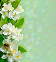 Jasmine flowers with bee