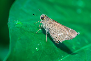 Fiery Skipper moth (Hylephila phyleus) on a tree during the evening