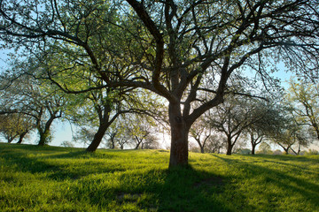 light through trees