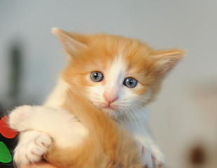 Small white-and-red kitten in the palm. Christmas spirit