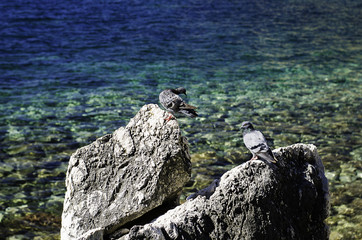 голуби отдыхающие на камне у яркого лазурного моря