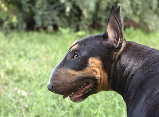 dog breed bull Terrier black, red and white
