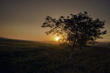 Plakat Beautiful lonely tree on the field illuminated with rays of the sunset