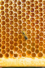 close-up texture of honeycomb with honey