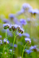 wild flowers