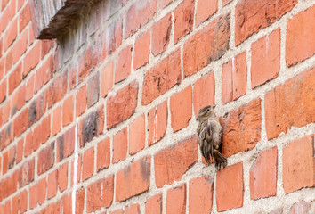 pierwszy lot wróbla © Janusz Lipiński