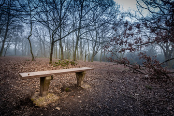 Empty bench in a forest