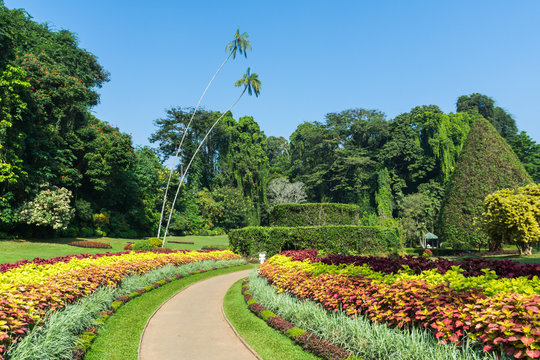 Botanical Garden of Peradeniya, Kandy or Royal Botanical Gardens