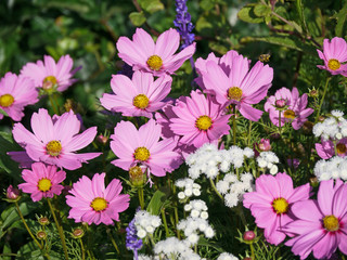 Rosafarbene Cosmeen im Blumenbeet zwischen anderen blauen und weißen Blumen