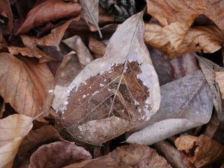 Welkes Blatt mit bereits sichtbaren Skelettstrukturen