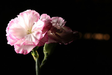 pink carnation on black night background