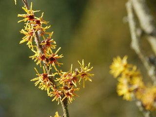 Blühende Zaubernuss, Ausschnitt