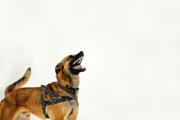 angry dangerous shepherd dog protection barking attacks