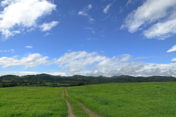 夏の草原　青空の雲と一本道