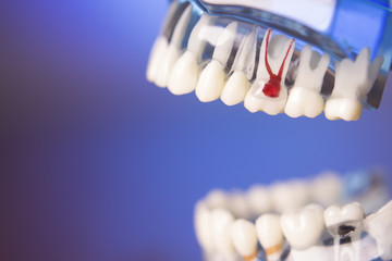 Denture for dentistry students