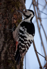 White-backed Woodpecker sitting on the tree (Dendrocopos leucotos, female)