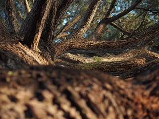 Himalayan Cedar tree
