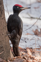 Black Woodpecker sitting on the tree (Dryocopus martius, male)