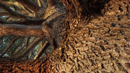 Himalayan Cedar tree