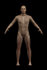 Fototapeta na wymiar 3D rendering of man with superimposed skeleton. The man is a generic figure, any resemblance to real people is purely coincidental.