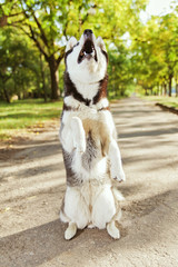 The gray husky dog standing on two legs. Playing in the park, autumn landscape, warm weather.