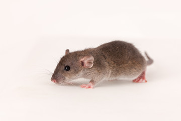 baby rat on a white background