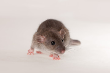 portrait of baby rat