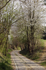 Blossoming trees in the spring woods

