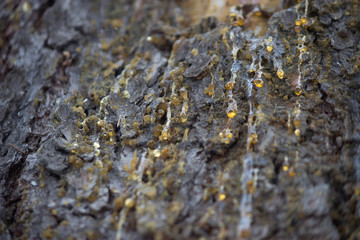 tar drops on the tree