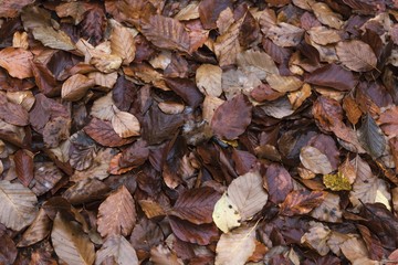 Fallen leaves on the ground