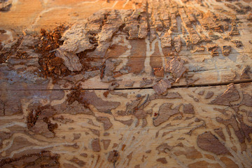 tree bark with termite tracks