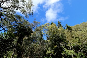 forest of belouve , circus of salazie , Reunion Island National Park, France , october 2016
