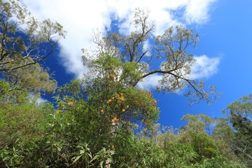 forest of belouve , circus of salazie , Reunion Island National Park, France , october 2016
