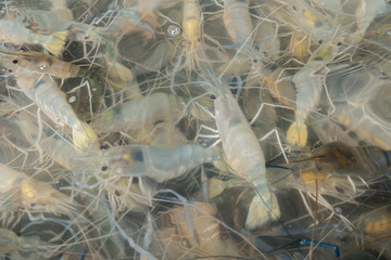 Abstract shrimp in the water for sale