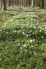 Growth colony of Anemone in the spring woods 1
