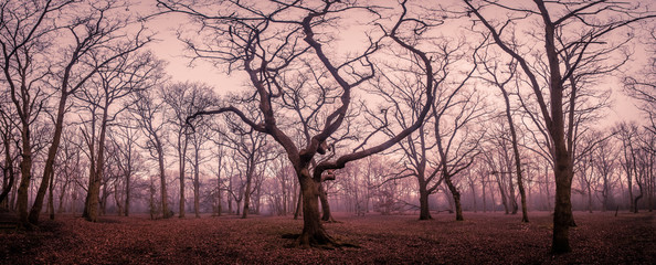 Mystical forest in autumn