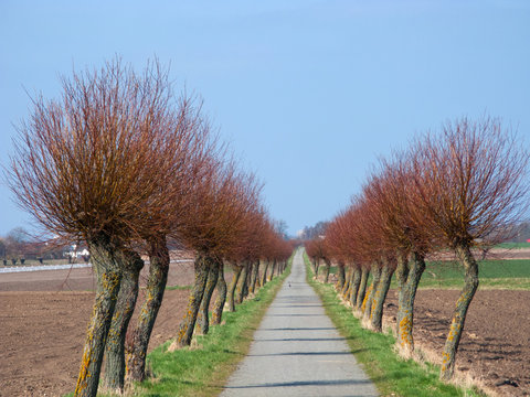 swedish willow road