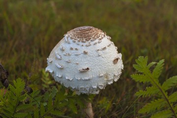 The parasol mushroom (Macrolepiota procera) - edible mushroom.