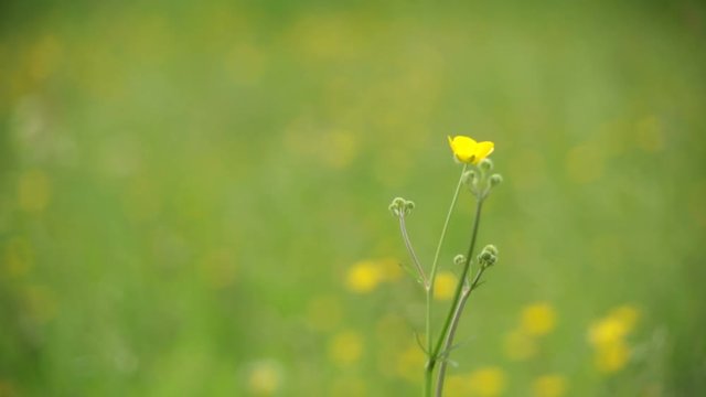 A buttercup swings in a breeze, set against a soft focus background of green grass and yellow buttercups. Shot with a vintage lens.