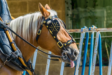 Portrait d'un cheval de trait. © Bernard GIRARDIN