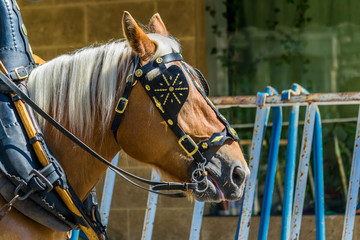 Obraz premium Portrait d'un cheval de trait.