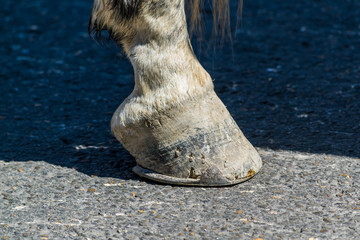 Patte de cheval.