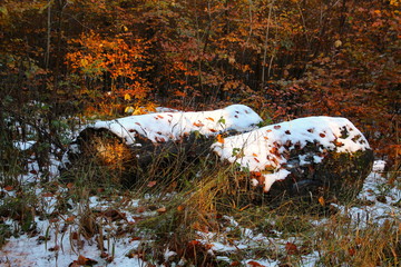 The sun hits the stumps in the woods